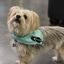 Robinhood Dog logo